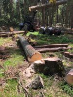 Baumfällung, Problembaumfällung, Käferholz, Holz rücken Bayern - Pleinfeld Vorschau