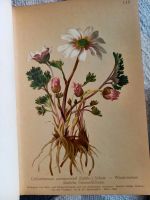 Atlas der Alpenflora 1-5 1897 2. Auflage Alpen Blumen antiquarisc Nordrhein-Westfalen - Bornheim Vorschau