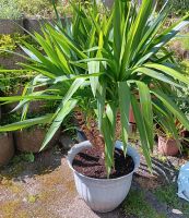 Yucca Palme 130cm Bayern - Presseck Vorschau