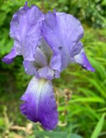 Schwertlilie/ Iris, hellviolett, Gartenpflanze Bayern - Hausen Vorschau