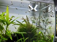 Endler Guppy Nachwuchs Thüringen - Drei Gleichen Vorschau