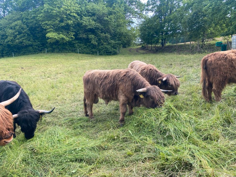 Highland Cattle in Krautheim