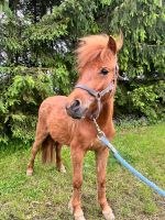 Schickes Shetty Stute 2 j. ca 90 groß brav Thüringen - Saalburg-Ebersdorf Vorschau