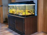 Aquarium 160l zum abgeben + Unterschrank Kr. Altötting - Pleiskirchen Vorschau