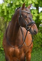 Super schöne Trensen mit GLITZER und LACK €64,95 schwarz leder shetty, pony, vb/cob, wb/full Niedersachsen - Rehburg-Loccum Vorschau