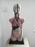 Miniaturtorso, anatomisches Modell 11-teilig Münster (Westfalen) - Centrum Vorschau