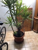 Yucca Palme Nordrhein-Westfalen - Kirchlengern Vorschau