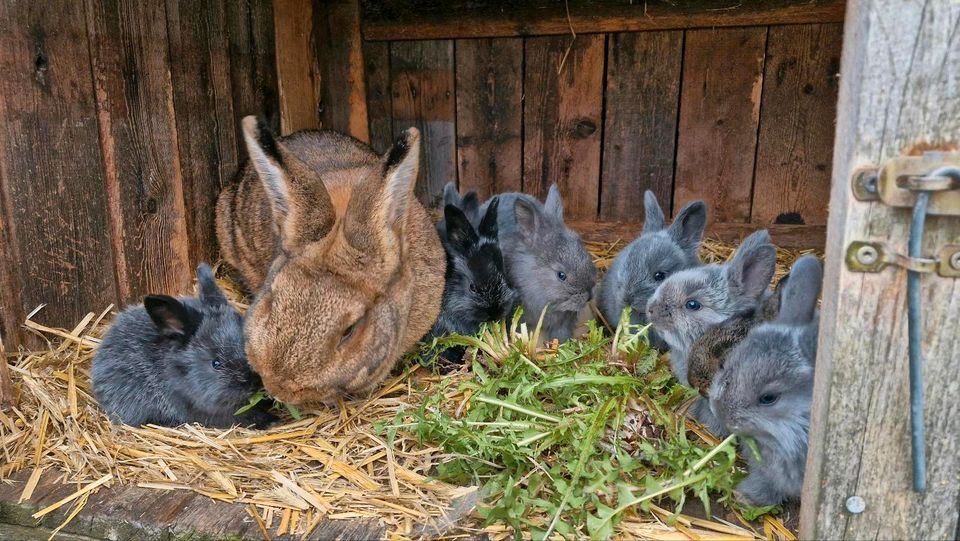 Kaninchen Mixe in Schwichtenberg