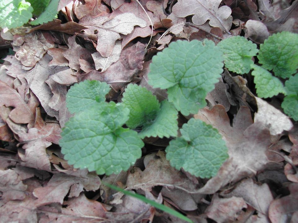 Waldziest -Jungpflanzen in Rheine