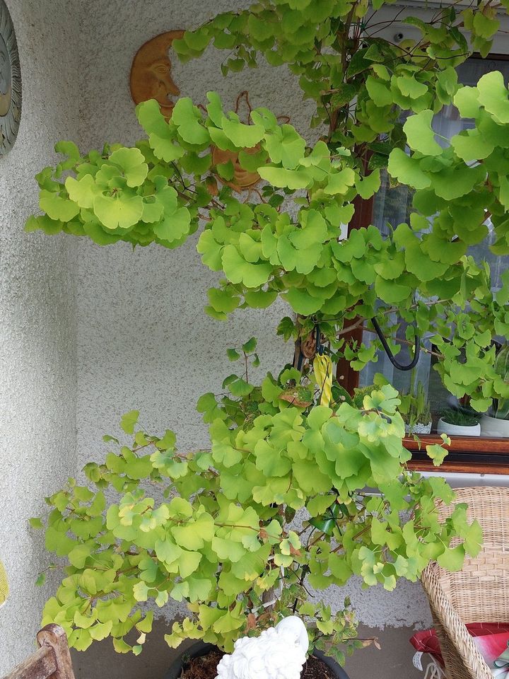 Gingkobaum ohne Früchte ( Glücksbaum ) in Eislingen (Fils)