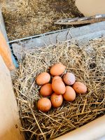 Frische Bio Eier von glücklichen Hühner Hessen - Offenbach Vorschau