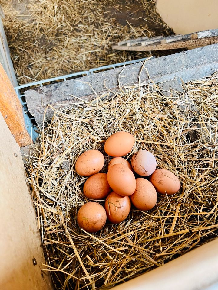 Frische Eier von glücklichen Hühner in Offenbach