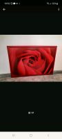 Bild Rose 80×60 Nordrhein-Westfalen - Marl Vorschau