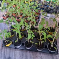 Tomatenpflanzen (Gigantomo) Bayern - Großmehring Vorschau