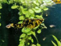 Leopard Molly Aquarium Fisch Sachsen - Wachau Vorschau