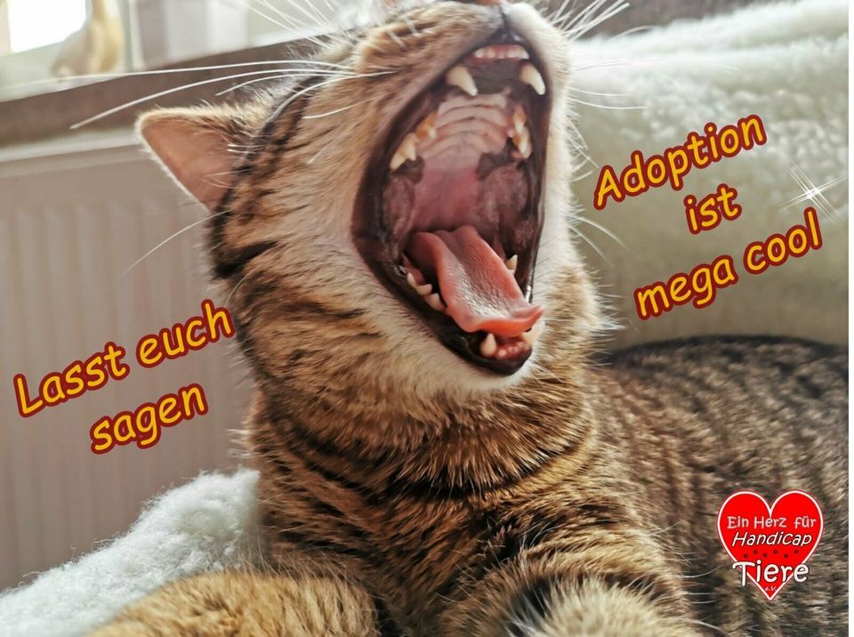 Pflegestellen für soziale Hunde und Katzen gesucht ! in Berne