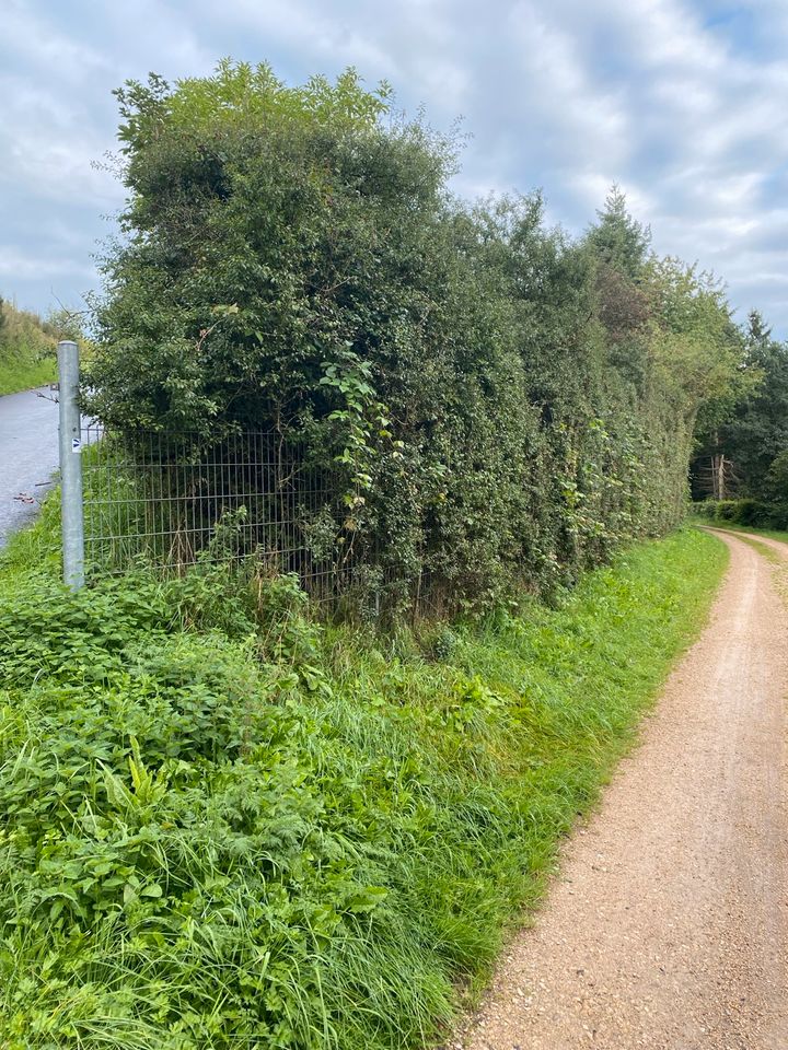 ❗️LESEN❗️Landwirtschaftliches Gebäude Lager Unterstellplatz Stall in Brandscheid(Bitburg-Prüm)