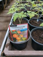 Tomatenpflanzen Kreis Ostholstein - Ratekau Vorschau