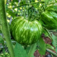 Tomaten "Green Zebra" Setzlinge Jungpflanzen Samenfest Baden-Württemberg - Pforzheim Vorschau