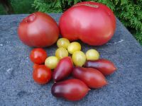 Tomatensaatgut- viele verschiedene Sorten Sachsen - Drebach Vorschau