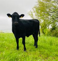 BV/Sbt Kreuzung, Milchrind, Holsteinrind  weiblich zu verkaufen Baden-Württemberg - Markdorf Vorschau