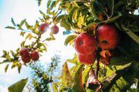 Obstbaumschnitt, Jungbaumpflege, Erziehungsschnitt, Gartenpflege Sachsen - Zwickau Vorschau