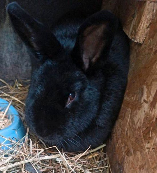 Kaninchen weiblich, Black Velvet in Sehlen