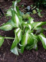 Funkien Hosta Bayern - Marktheidenfeld Vorschau