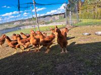 Verkaufe Hühner Brandenburg - Schönewalde bei Herzberg, Elster Vorschau