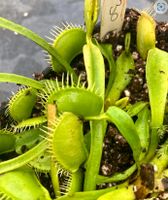 ''DM 30 all green" Dionaea muscipula Venusfliegenfalle Saarland - Sulzbach (Saar) Vorschau