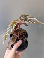 Begonia Brevirimosa Nordrhein-Westfalen - Königswinter Vorschau