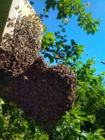 Naturschwarm Vorschwarm aus Demeter-Imkerei ab sofort! Kreis Ostholstein - Eutin Vorschau