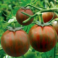 Tomatenpflanzen 'Black Zebra' Samenfeste, alte Sorte Hannover - Herrenhausen-Stöcken Vorschau