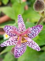 Krötenlilie  * Gartenorchidee * Tricyrtis Hirta Staude winterhart Niedersachsen - Wolfsburg Vorschau