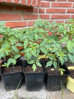 Junge Tomatenpflanzen Altona - Hamburg Rissen Vorschau