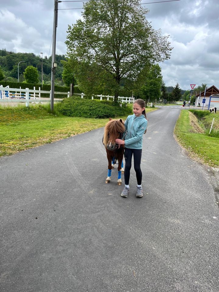 Mini-Shetty, Stute, 6 Jahre, ca. 80 cm in Wächtersbach