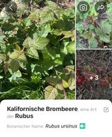 Brombeeren mit Stacheln süss groß Früchte rankend Rostock - Seebad Warnemünde Vorschau