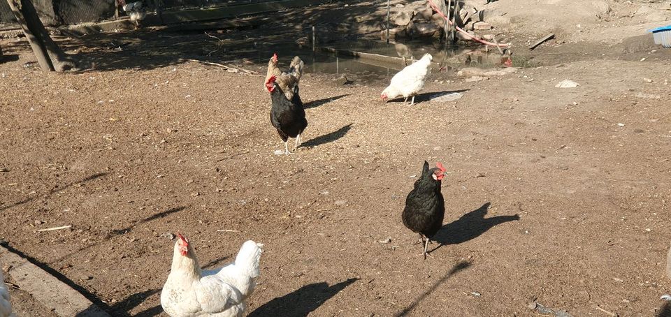 Ver. Hühner Arten und Enten in Wörth am Rhein