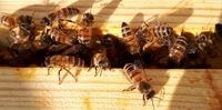 Bienenvölker, Kunstschwärme und Ableger abzugeben! Niedersachsen - Sarstedt Vorschau