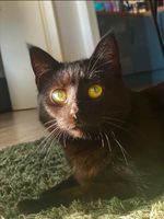 Katze vermisst Brandenburg - Nuthetal Vorschau