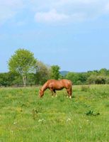 Suche Wiese /Weide in 63829 Krombach Bayern - Krombach Vorschau