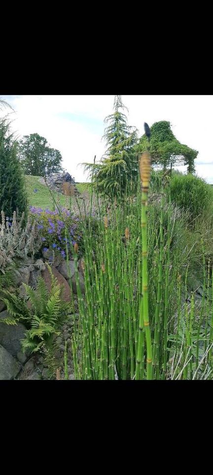 Riesenschachtelhalm Sichtschutz immergrün Hecke Garten Teich in Malliß