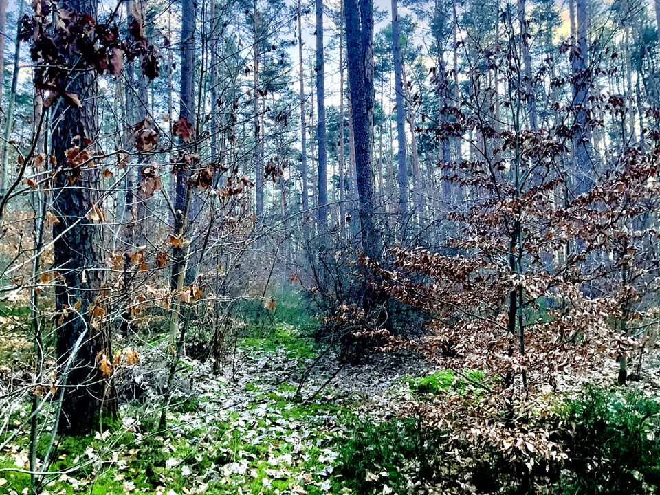 Wald / Waldgrundstück - Gemarkung Barthelmesaurach, 1,015 ha in Kammerstein