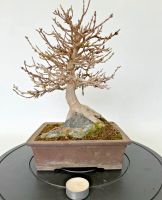 Bonsai Dreispitzahorn Felsenpflanzung Rheinland-Pfalz - Böhl-Iggelheim Vorschau