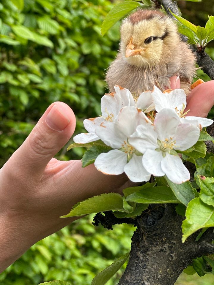 Glucke+Küken, Hühner Naturerlebnis im eigenem Garten Henne Kücken in Dülmen
