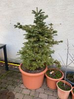 Serbische Fichte/ Weihnachtsbaum/ Garten Hessen - Idstein Vorschau