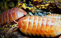 Armadillidium tangerine Asseln Baden-Württemberg - Bötzingen Vorschau