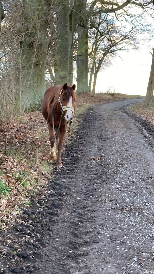 Pflegebeteiligung Pony mit evtl reitbeteiligung in Marburg