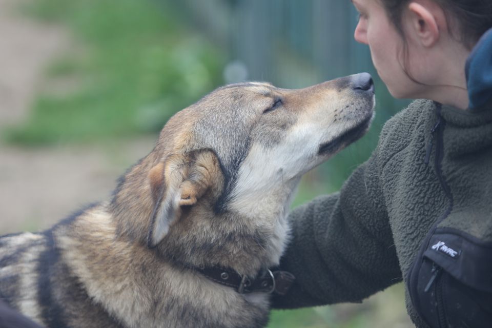 Schäferhund-Mischling PEPPINO sucht Zuhause in Tellingstedt