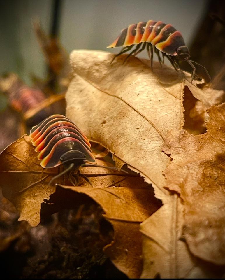 Merulanella (Ardentiella)Ember Bee, eigene Nachzucht 10 Tiere in Olching